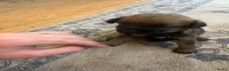 Border Terrier dogs for sale: Border Terrier Puppies - Advert 28