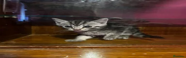 Domestic Shorthair 1