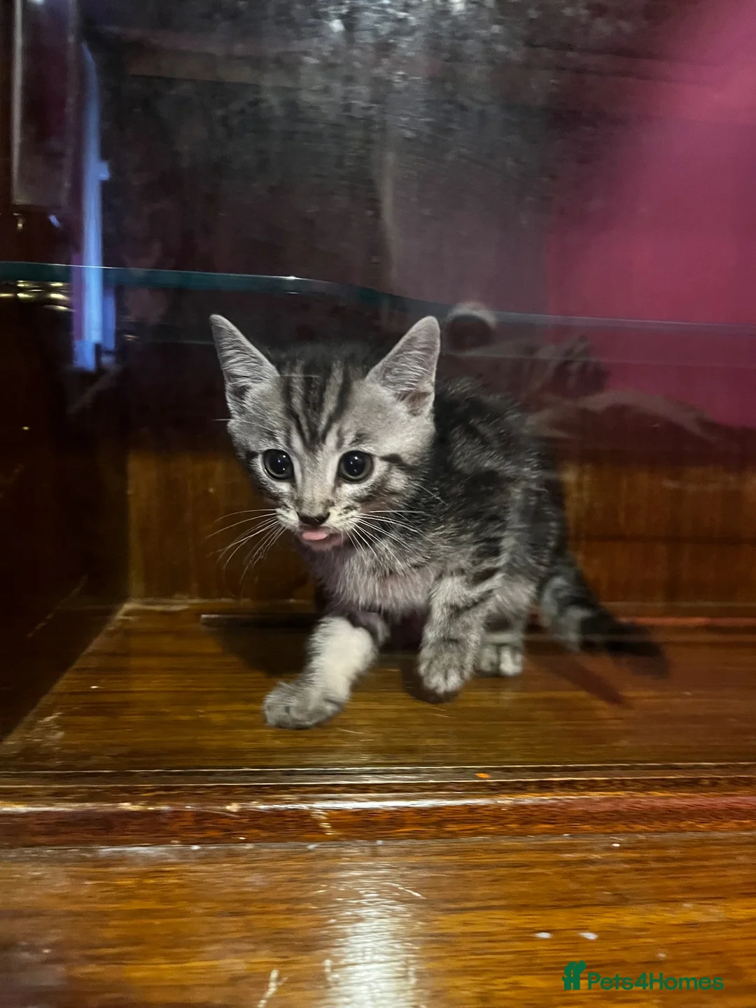 Domestic Shorthair cats for sale: 8 week old kitten in Bedford - Advert 2
