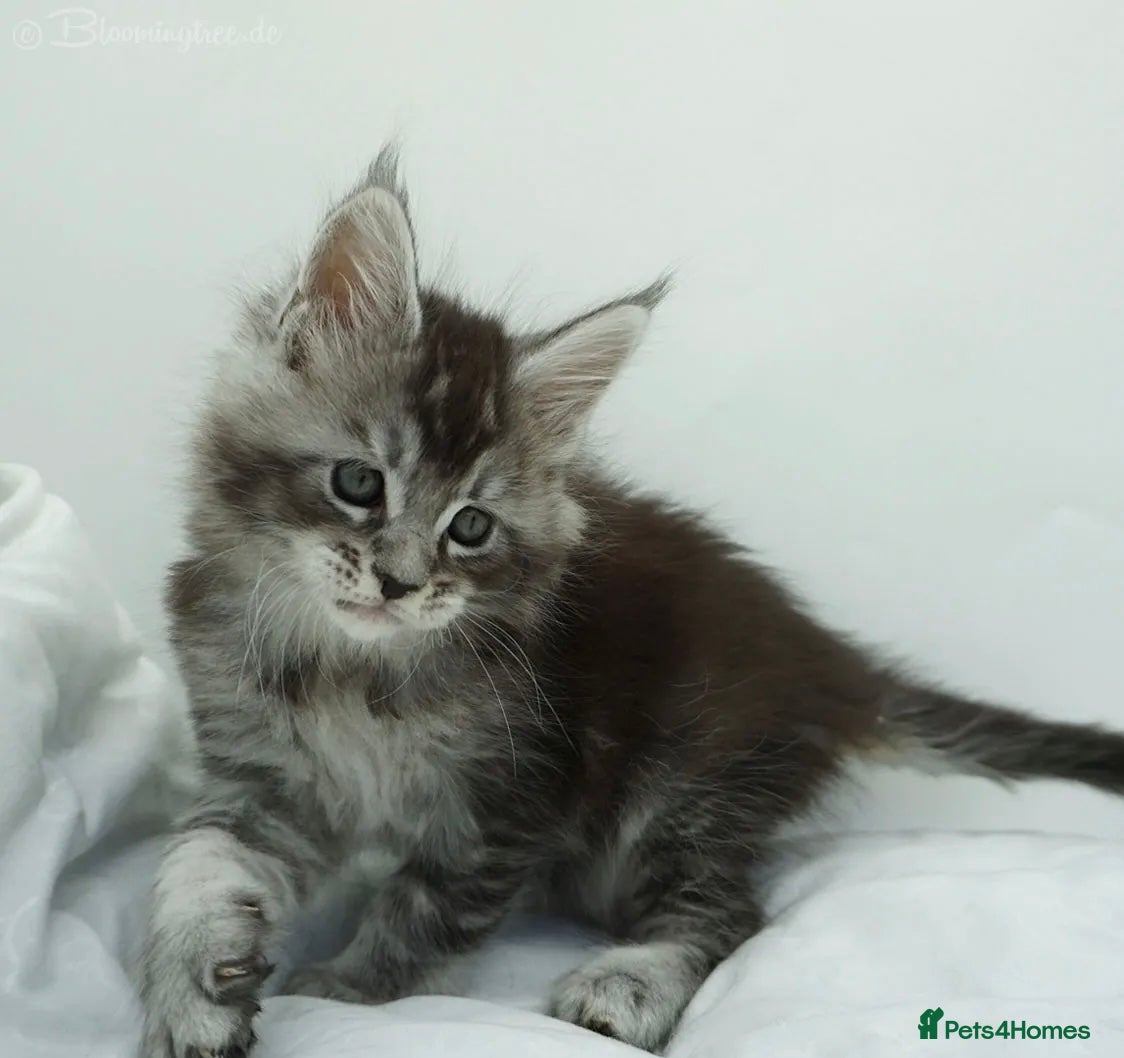 Maine Coon cats Male Stunning xl Maine coon kittens - Advert 1