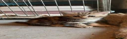 British Shorthair cats for sale: Golden Tabby British shorthair - Advert 9