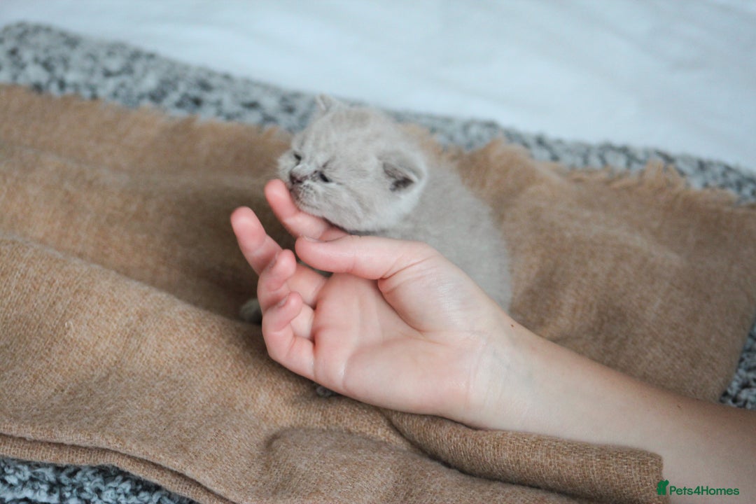 British Shorthair cats for sale: 🩶🐈🐾 Stunning BSH Kittens 🩶🐈🐾 - Image 8