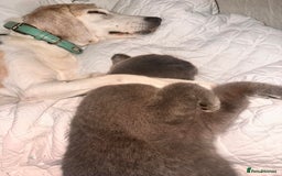 Beagle dogs for sale: Loving Home For Sam - Image 1