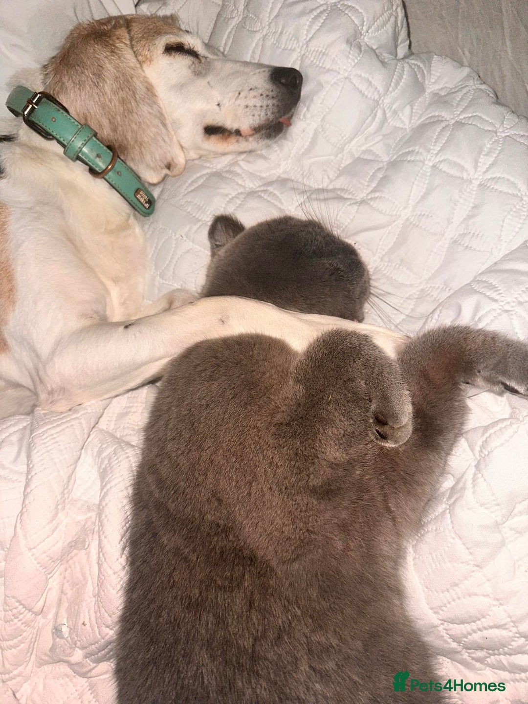 Beagle dogs for sale: Loving Home For Sam - Image 1