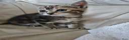 Mixed Breed cats for sale: Tortoishell female kitten 10 weeks - Advert 9