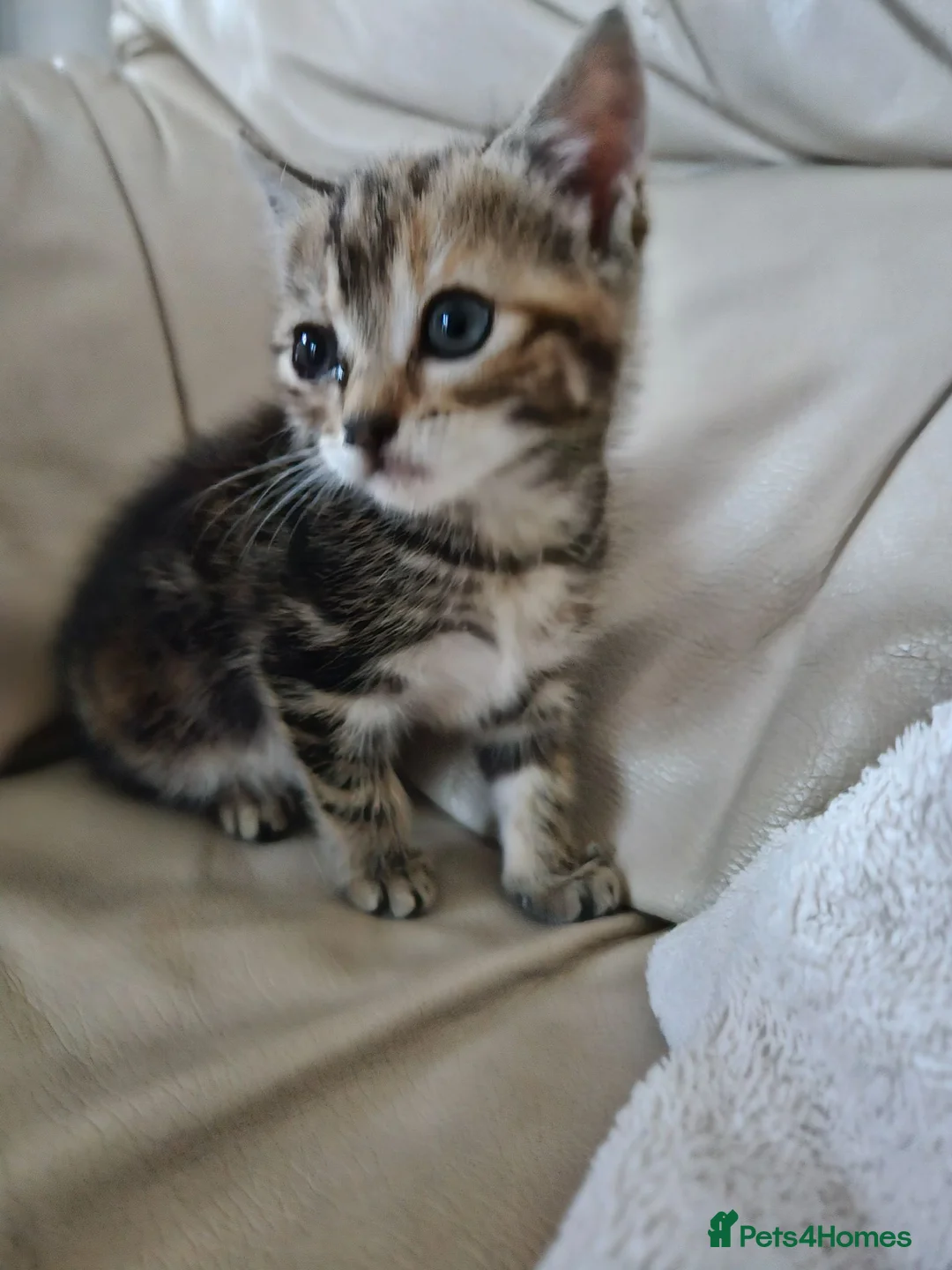 Mixed Breed cats for sale: Tortoishell female kitten 10 weeks - Advert 9
