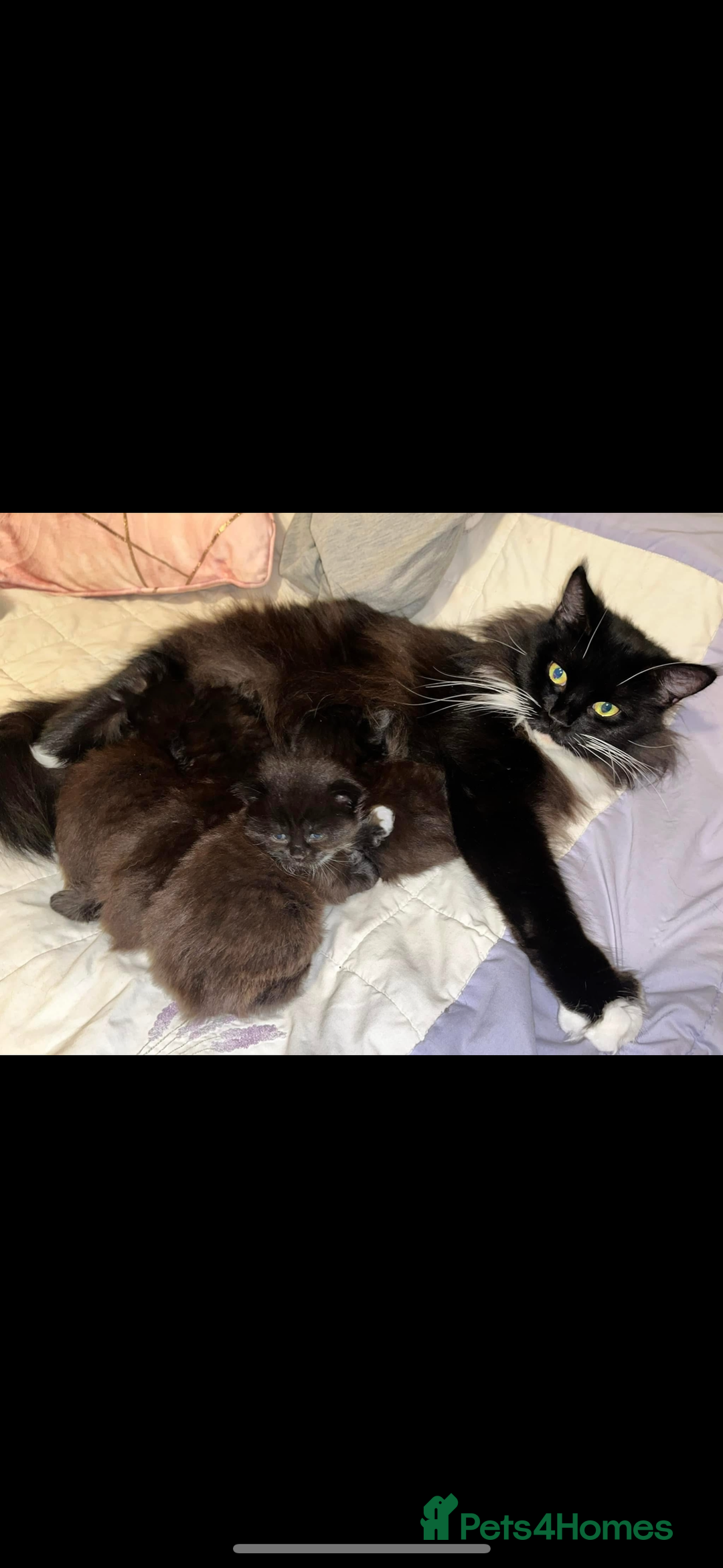 Maine Coon cats for sale: Tuxedo Female Maine Coon available - Advert 3