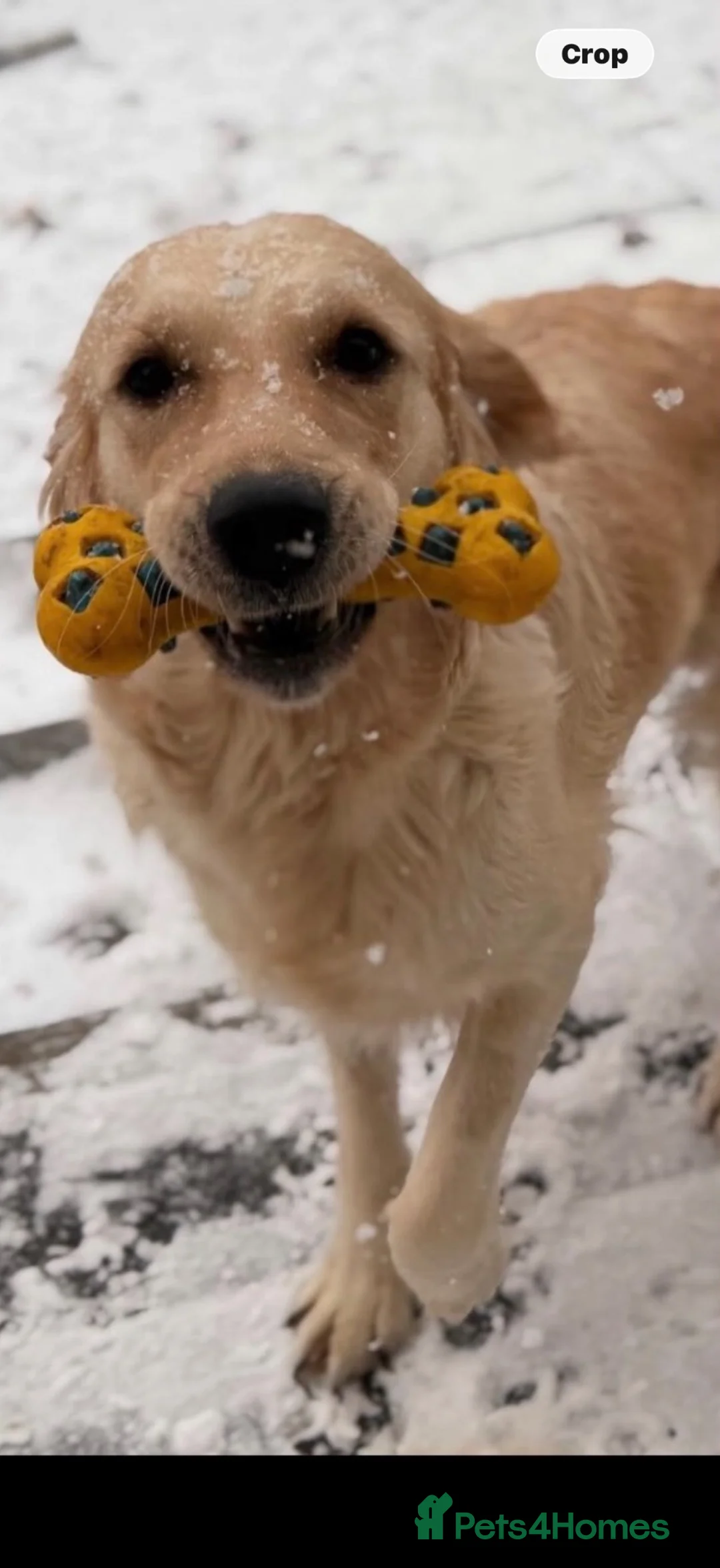 Golden Retriever dogs for sale: SPAYED adult female golden girl  - Advert 2