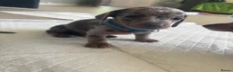 Dachshund dogs for sale: 9 amazing dapple dachshund puppys  - Advert 4