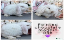 Mini Lop rabbits for sale: 🌟🌟 mini lop babies 🌟🌟 - Image 13