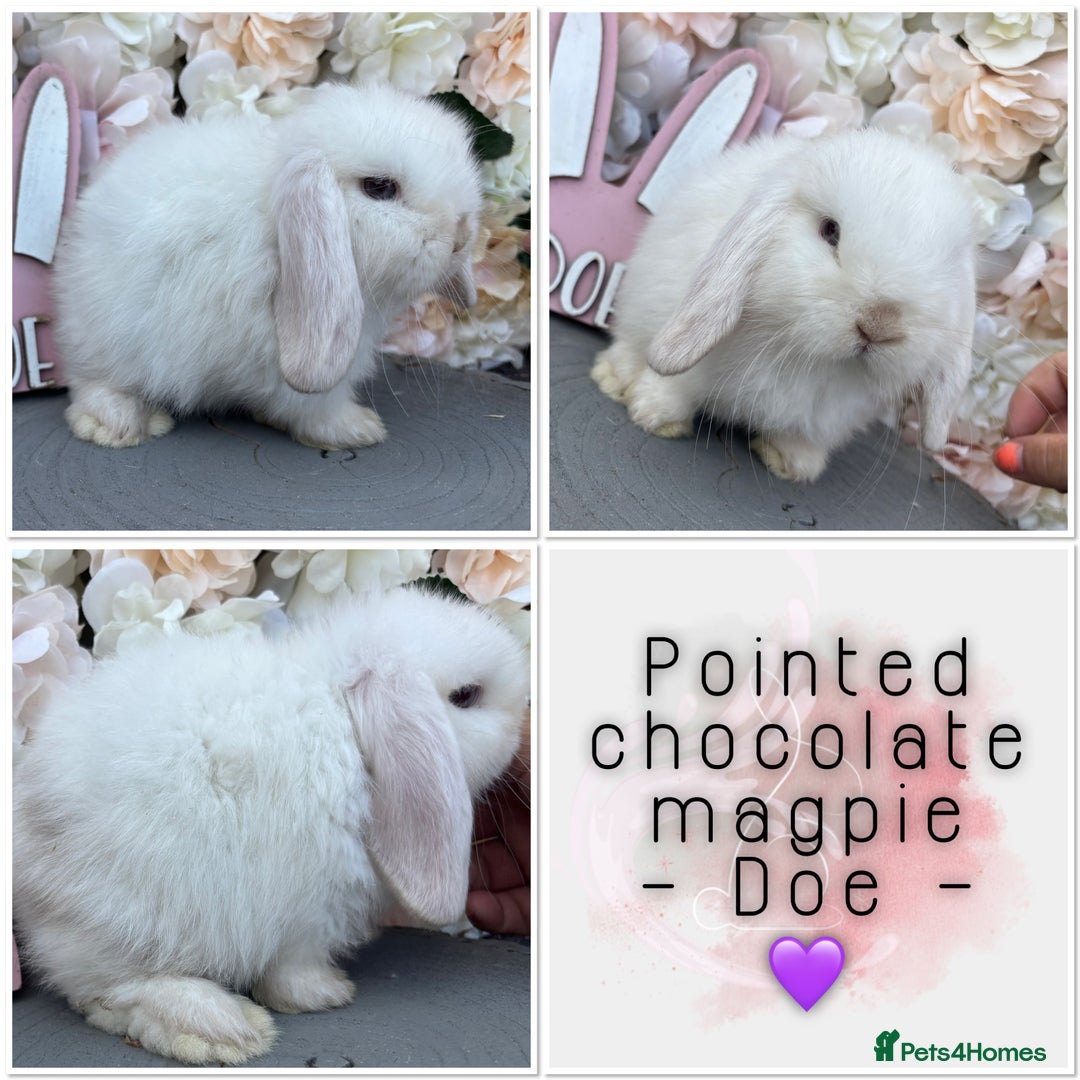 Mini Lop rabbits for sale: 🌟🌟 mini lop babies 🌟🌟 - Image 13