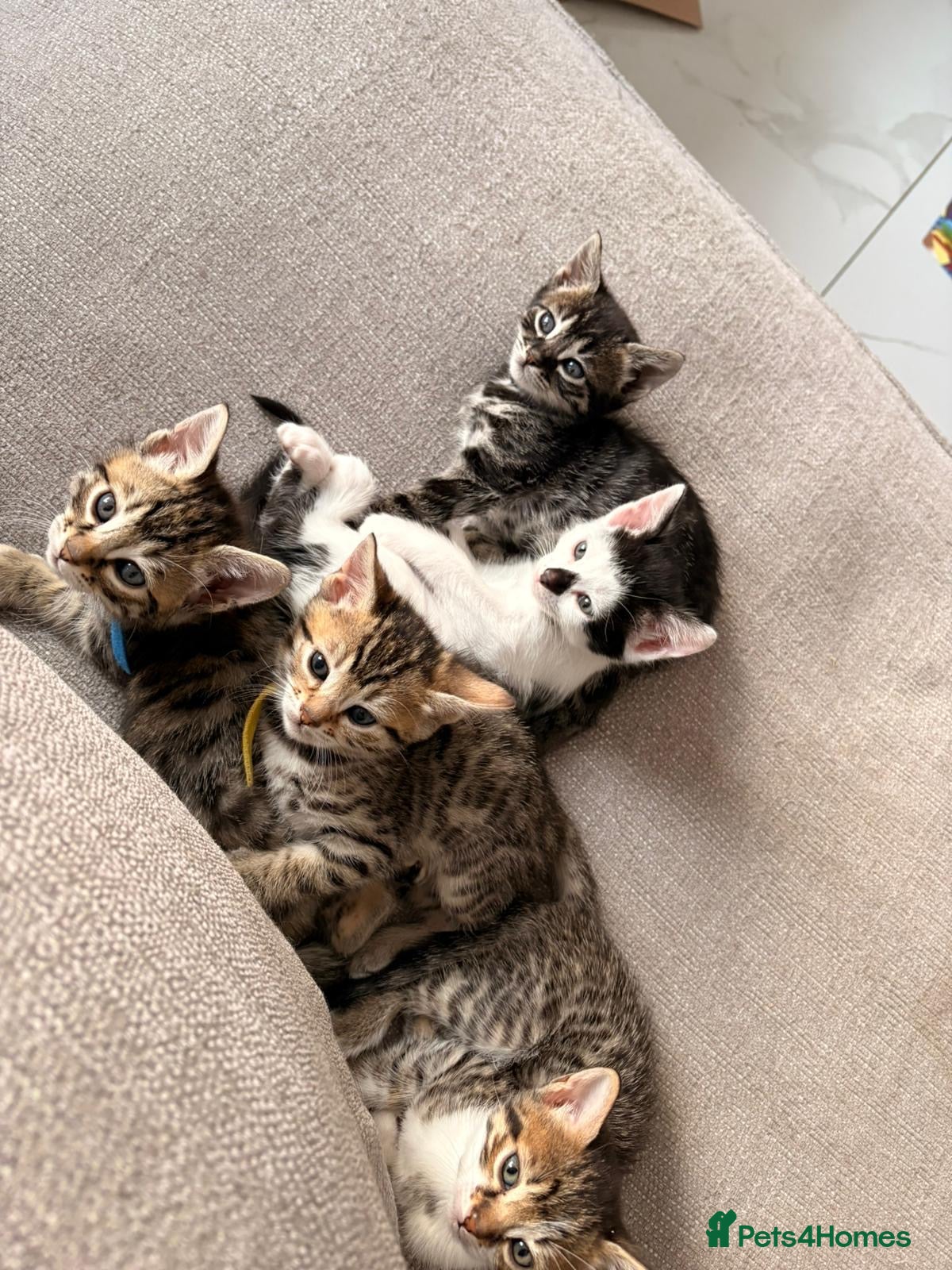 Bengal cats beautiful litter ready to leave 21st may - Advert 13
