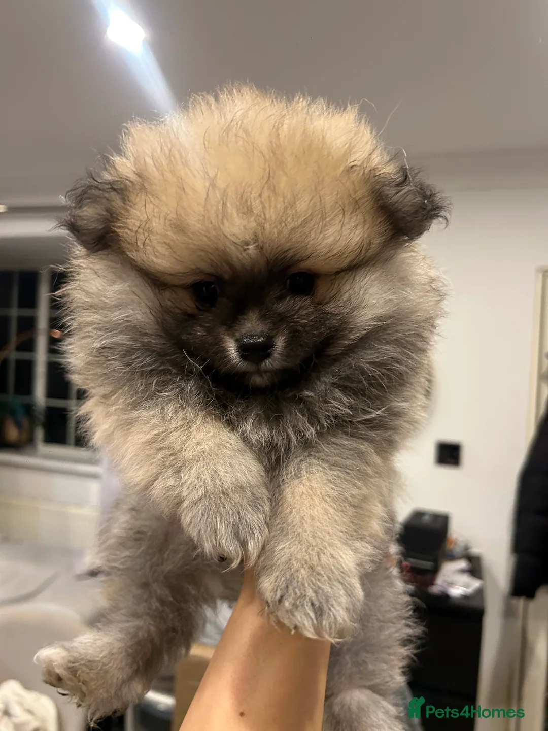 Pomeranian dogs for sale: 2 Pomeranian girls ready now  - Advert 16