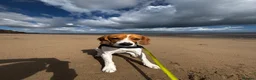Beagle dogs for sale: Murphy – Looking for His Forever Home 🐾 in Hull - Advert 2