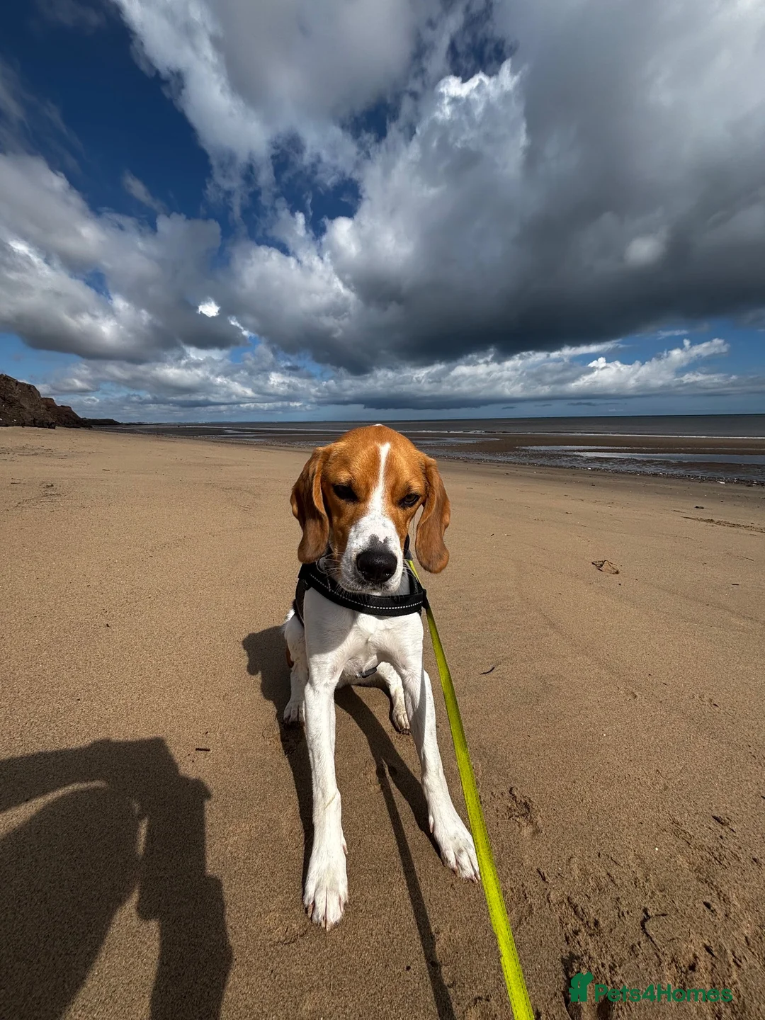 Beagle dogs for sale: Murphy – Looking for His Forever Home 🐾 in Hull - Advert 2