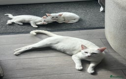 British Shorthair cats for sale: 2 gorgeous white kittens  - Image 4