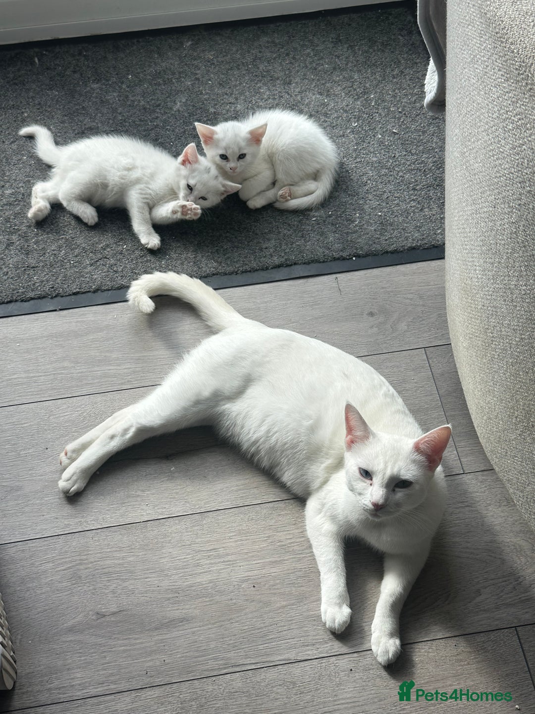British Shorthair cats for sale: 2 gorgeous white kittens  - Image 4