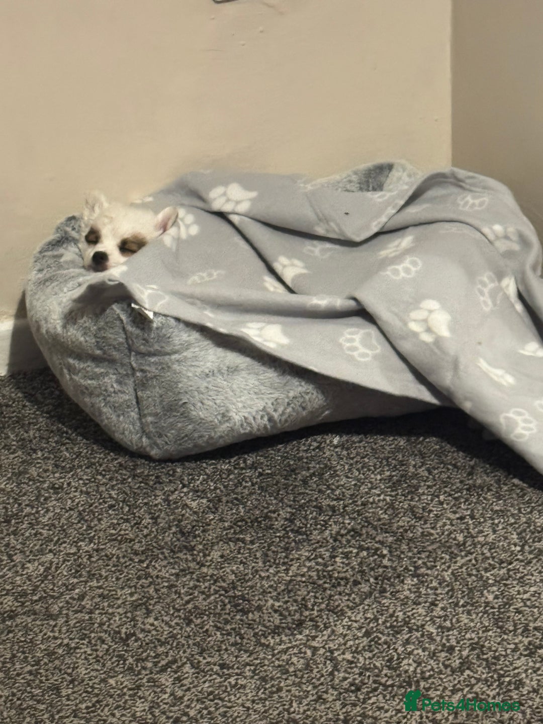 Mixed Breed dogs for sale: chihuahua, Pomeranian jack Russell puppy   - Advert 10