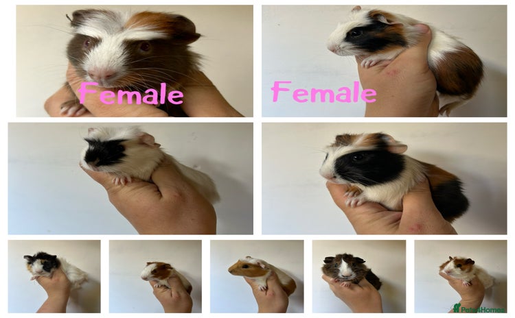 Guinea Pig rodents - Advert 2
