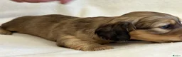 Miniature Dachshund dogs for sale: Mini Long Haired Daschund  - Advert 9