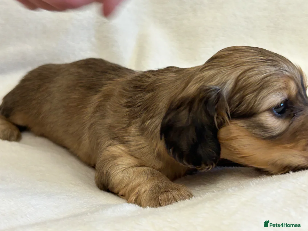 Miniature Dachshund dogs for sale: Mini Long Haired Daschund  - Advert 9