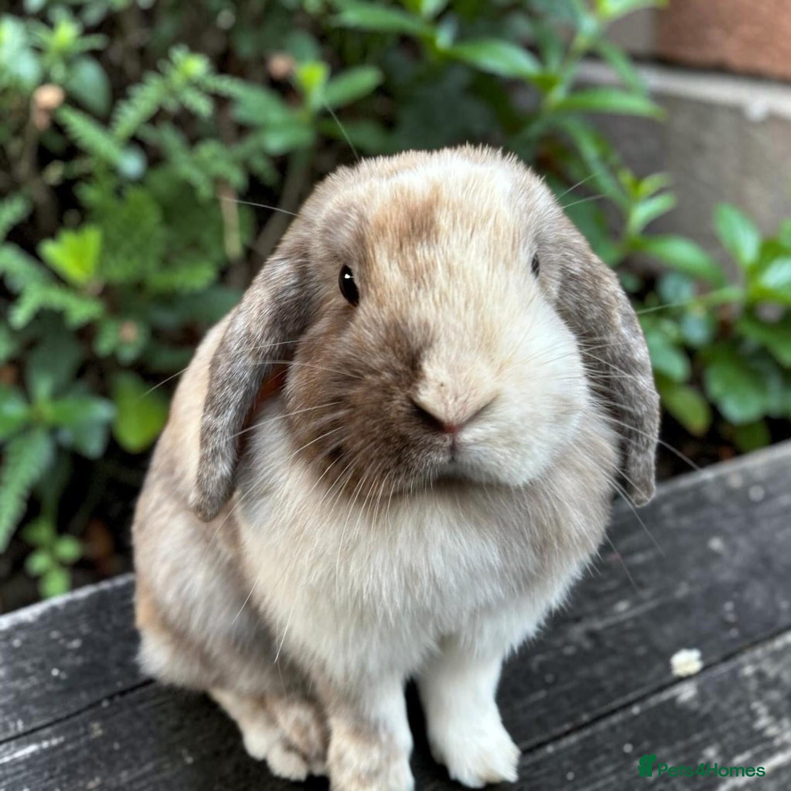 Mini Lop rabbits Mini lop doe  - Advert 1