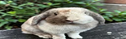 Mini Lop rabbits for sale: Mini lop doe  in Dagenham - Advert 1