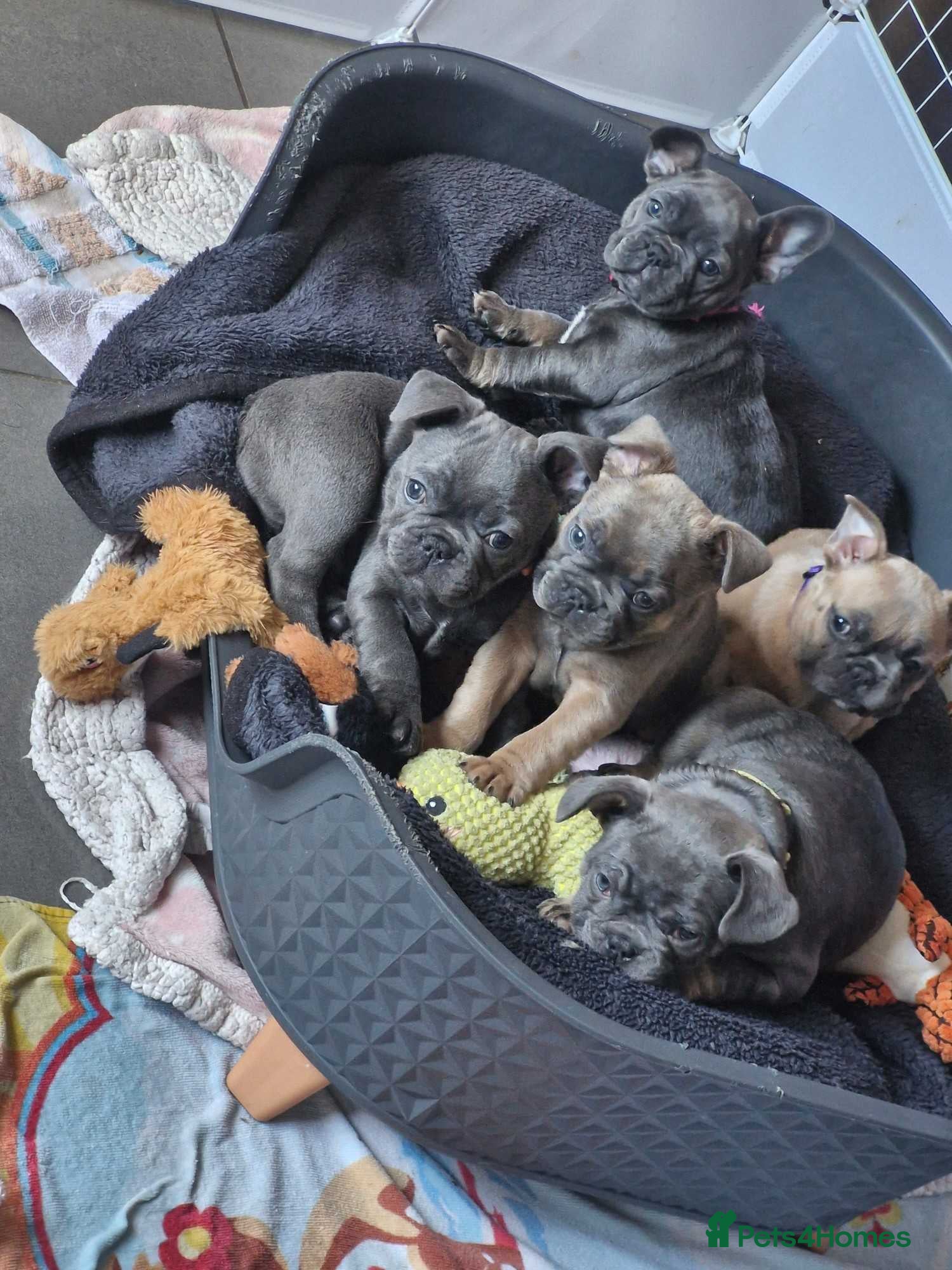French Bulldog dogs French bulldog puppies for sale - Advert 3