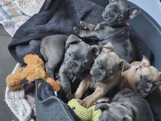 French Bulldog dogs French bulldog puppies for sale - Advert 3