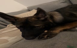 German Shepherd dogs for sale: Ozzo  - Image 1