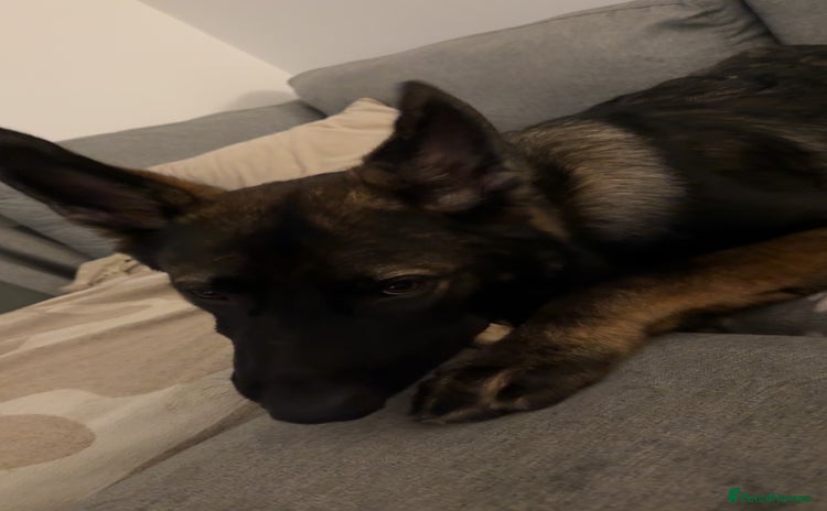 German Shepherd dogs - Advert 1