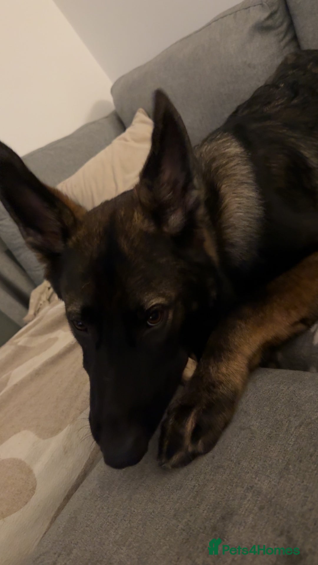 German Shepherd dogs for sale: Ozzo  - Image 1