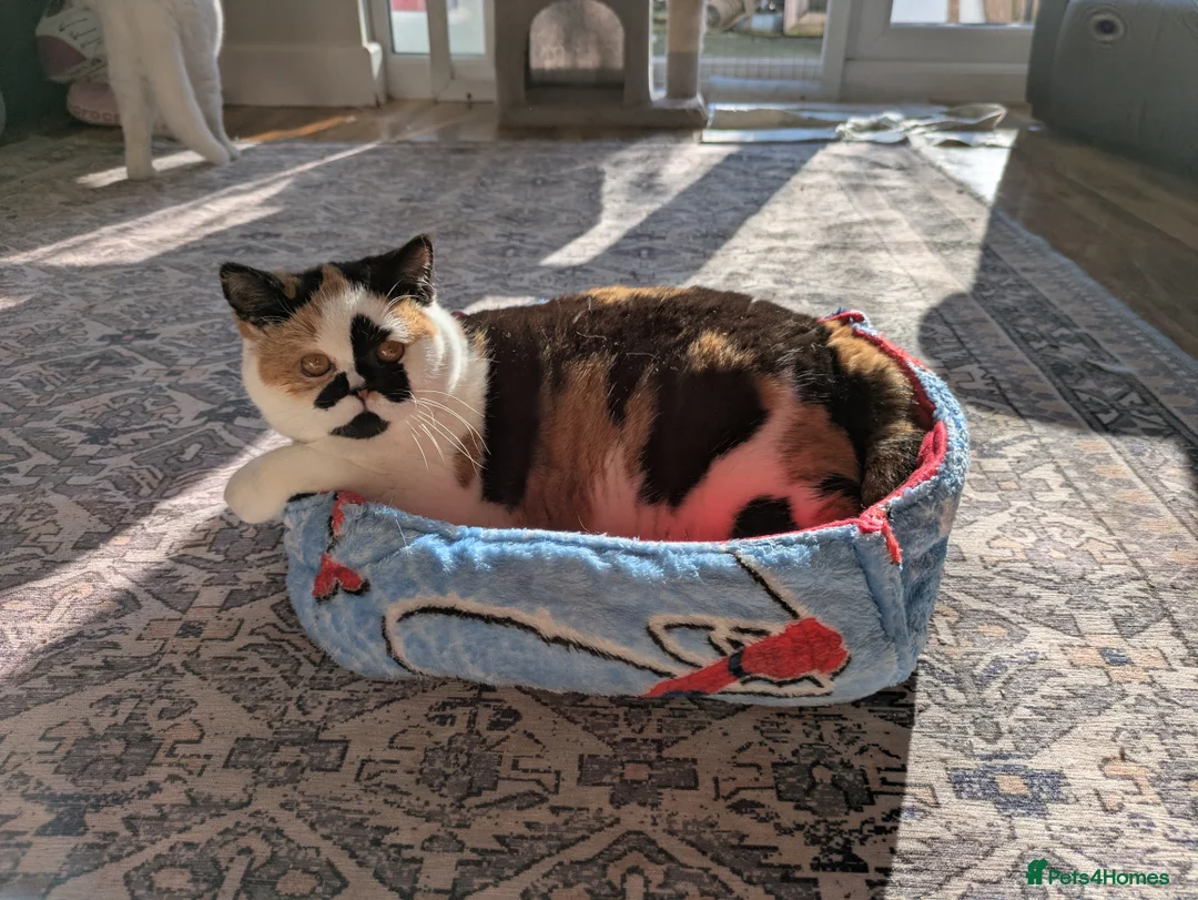 British Shorthair cats for sale: Gorgeous black torti kitten - Advert 1