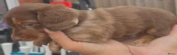 Miniature Dachshund dogs for sale: Ready Now  - Advert 26
