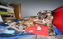 Presa Canario dogs for sale: Big softy Persa Canario for sale - Image 2