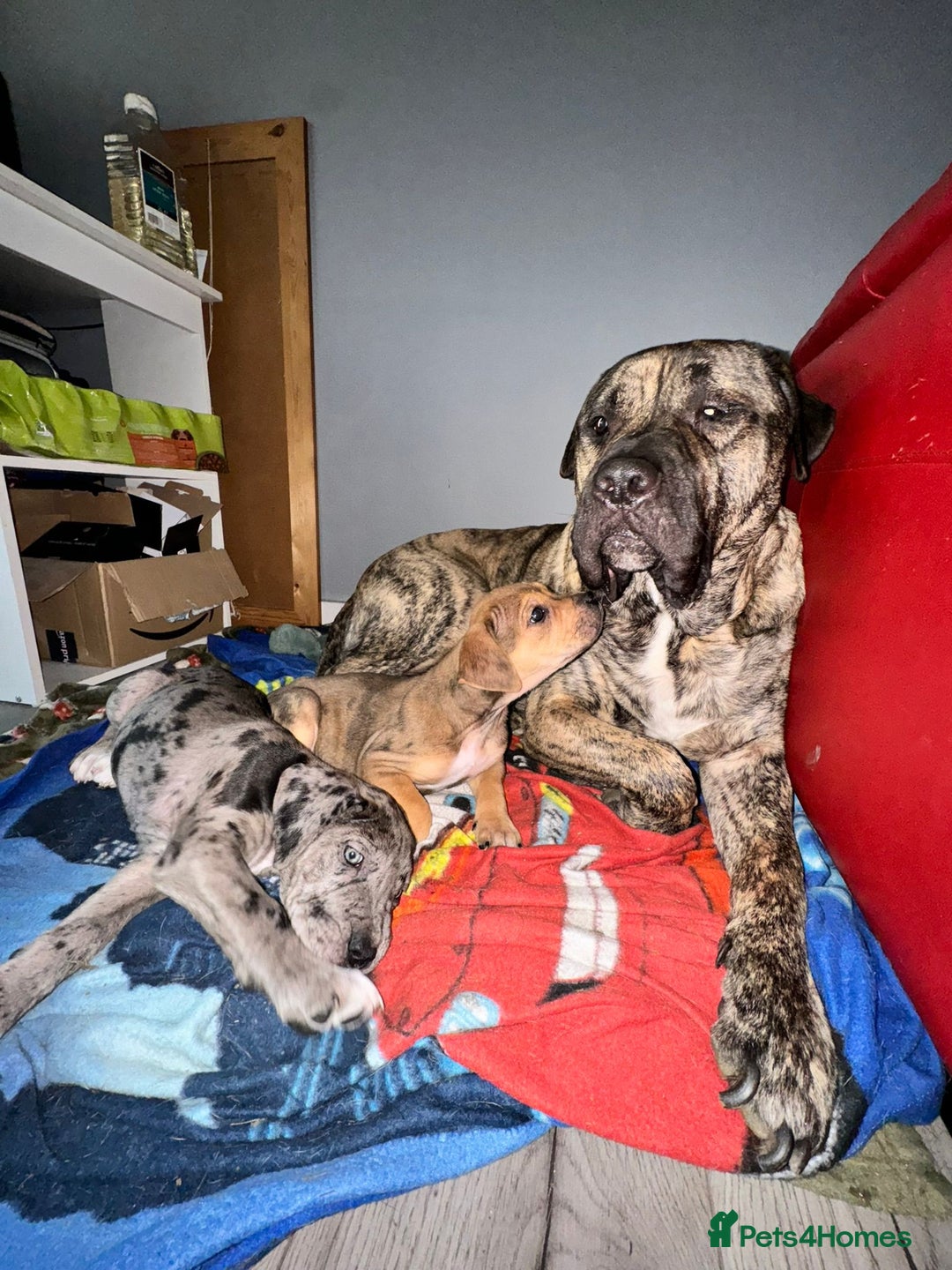 Presa Canario dogs for sale: Big softy Persa Canario for sale - Image 2