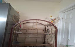 Cockatiels birds for sale: FEMAIL COCKATIEL  - Image 6