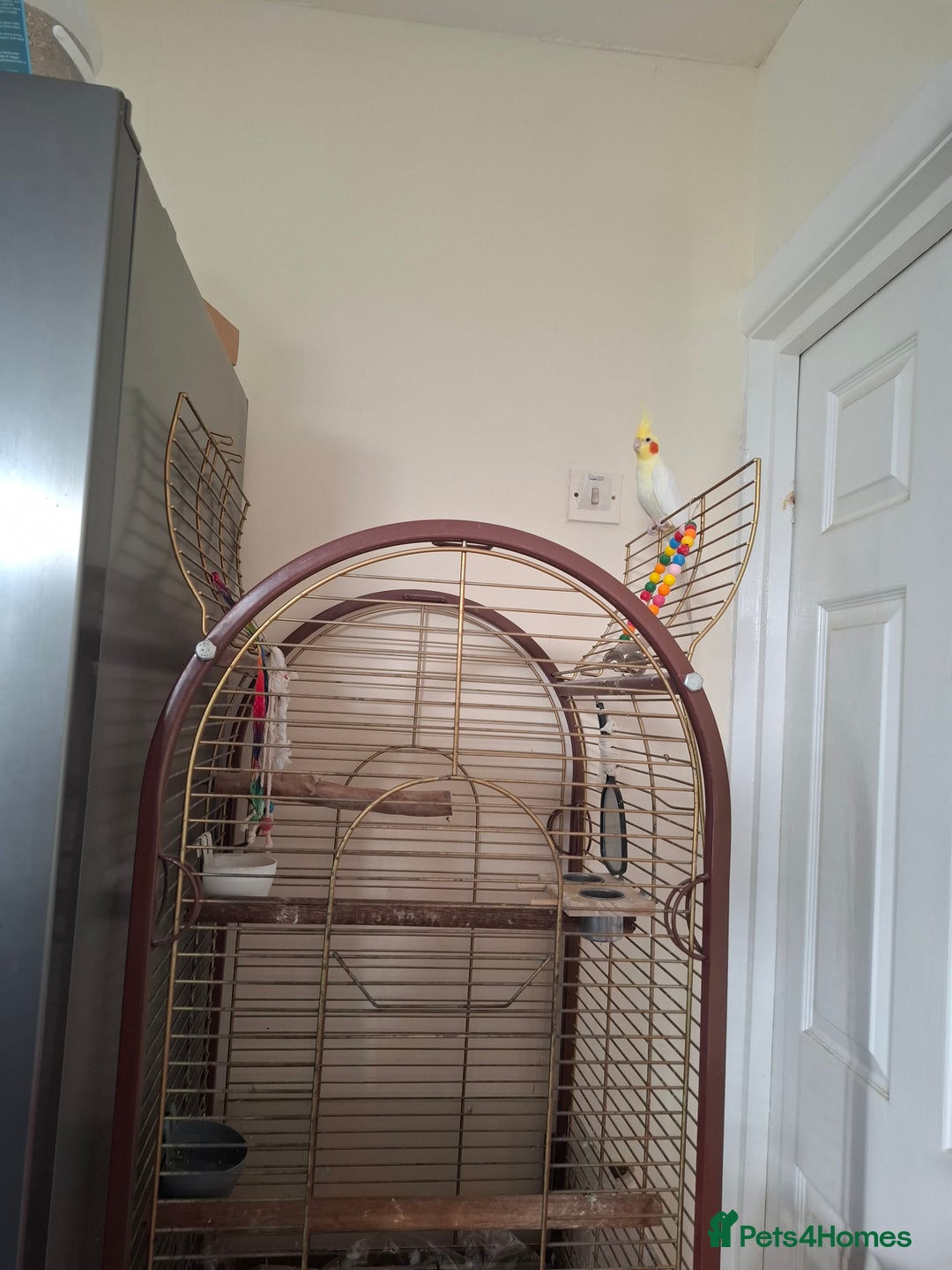 Cockatiels birds for sale: FEMAIL COCKATIEL  - Image 6