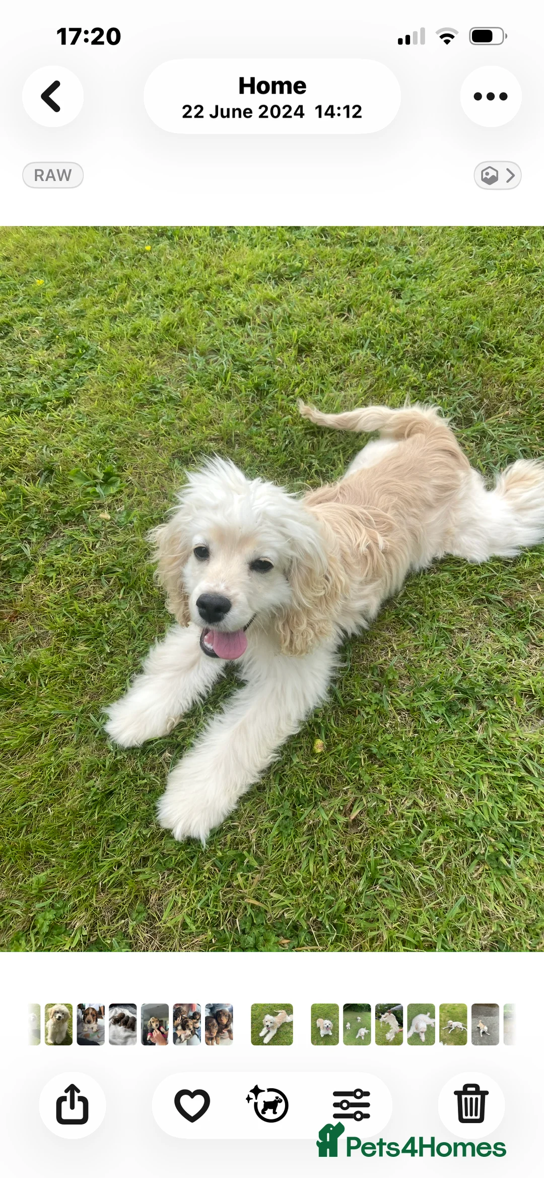 Cockapoo dogs for sale: American cockerpoo male 2 years old . - Advert 2