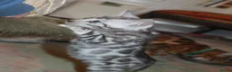 Bengal cats for sale: Beautiful TICA Registered Male Bengal Kittens - Advert 19