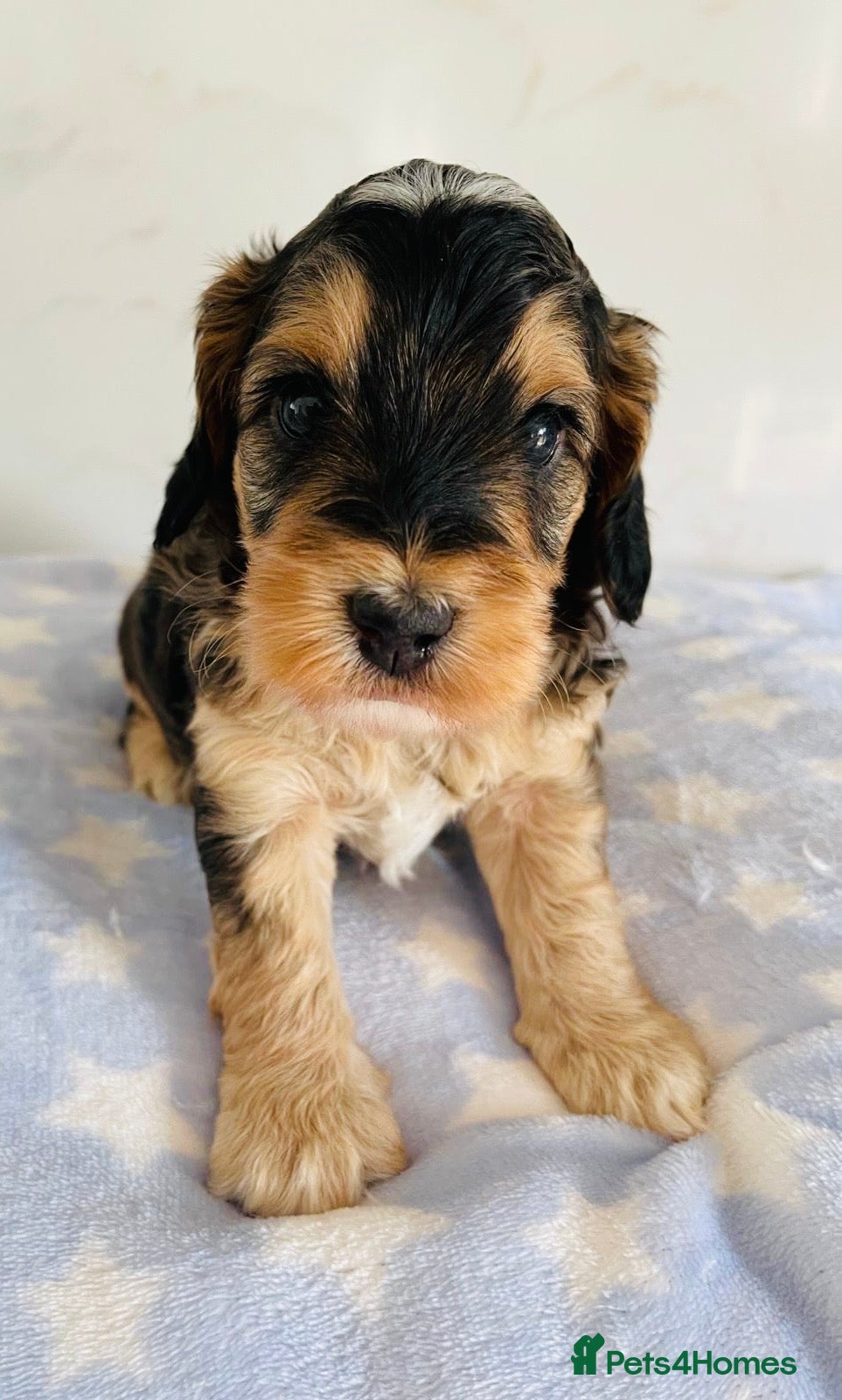 Cockapoo dogs for sale: First generation Cockapoos both KC parents  - Advert 1