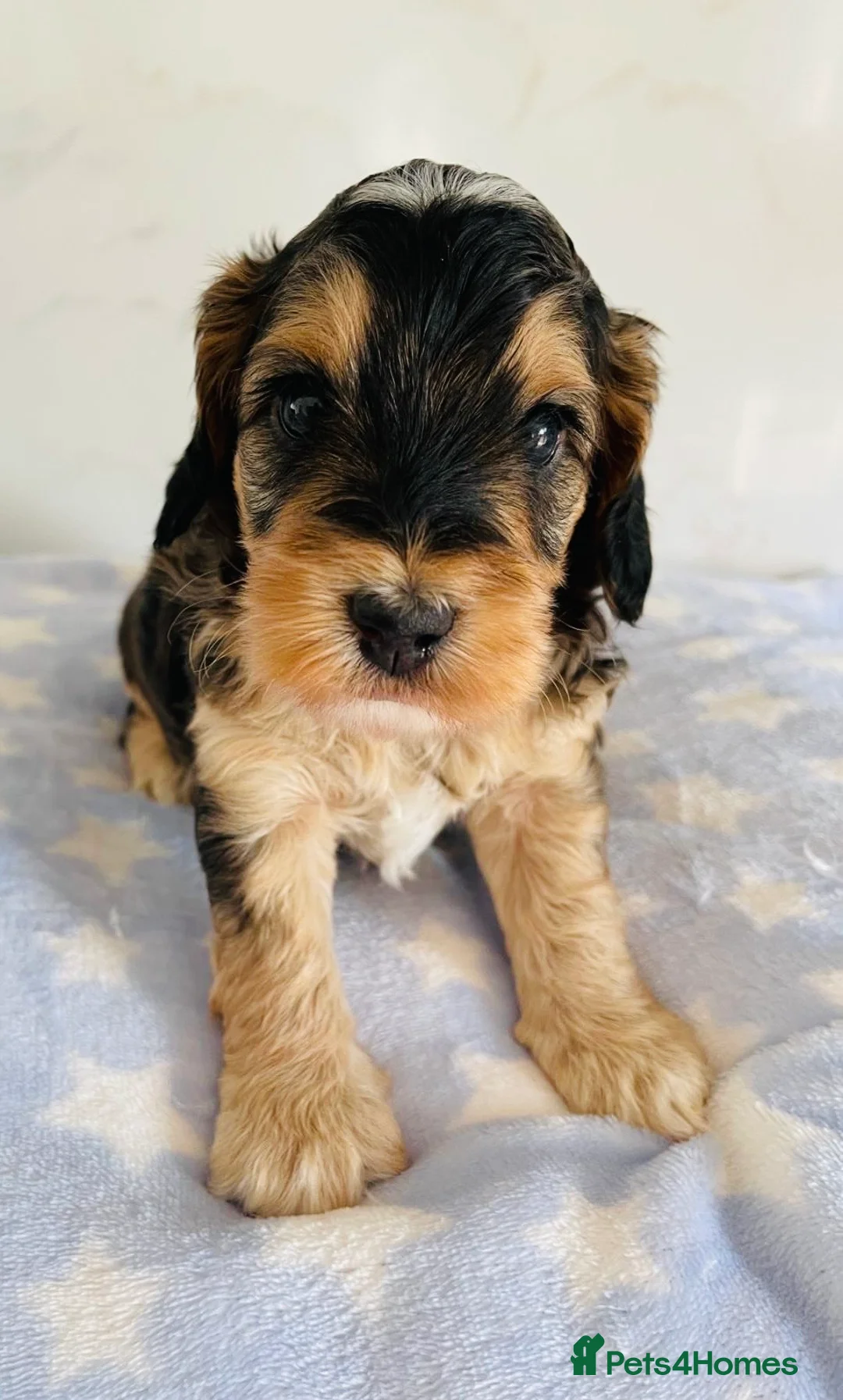 Cockapoo dogs for sale: First generation Cockapoos both KC parents  - Advert 1