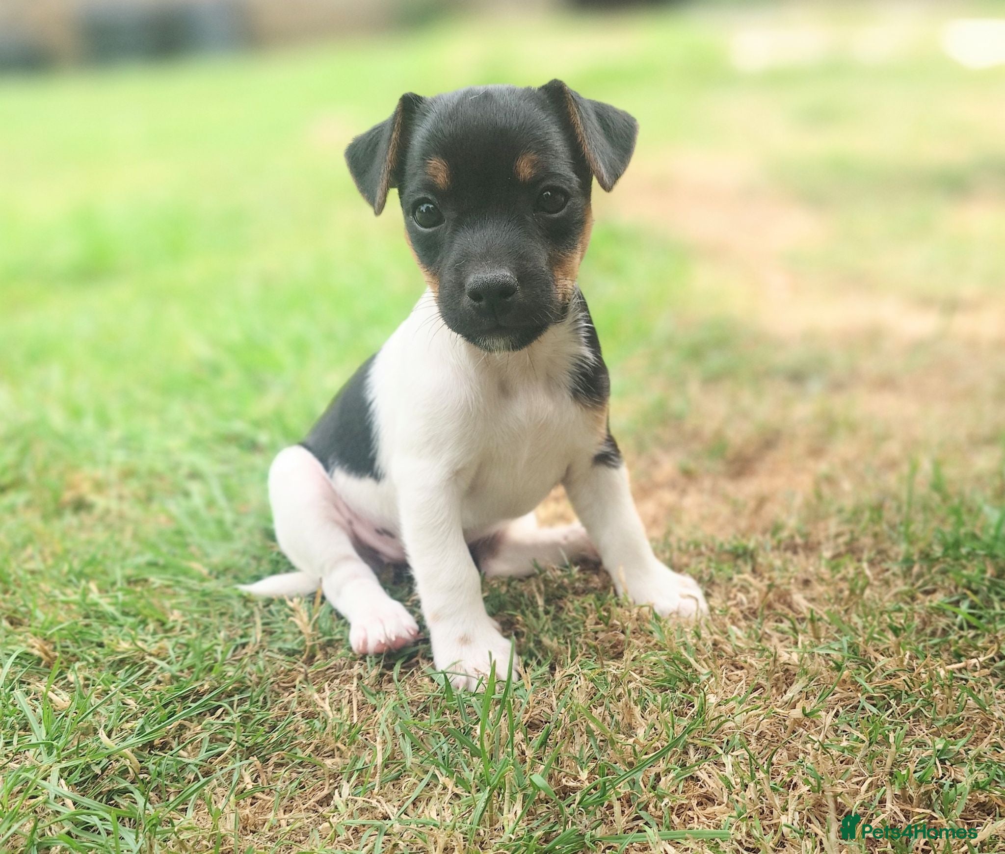 Jack Russell dogs ⭐ Jack Russell puppies ⭐ - Advert 16
