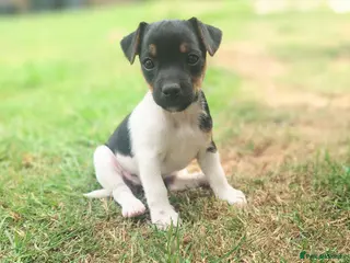 Jack Russell dogs ⭐ Jack Russell puppies ⭐ - Advert 16