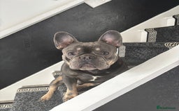 French Bulldog dogs for sale: 2 Year Old Male French Bulldog - Image 1