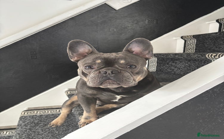 French Bulldog dogs - Advert 5
