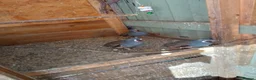 Quail poultry for sale: Californian mountain quails in Woking - Advert 3