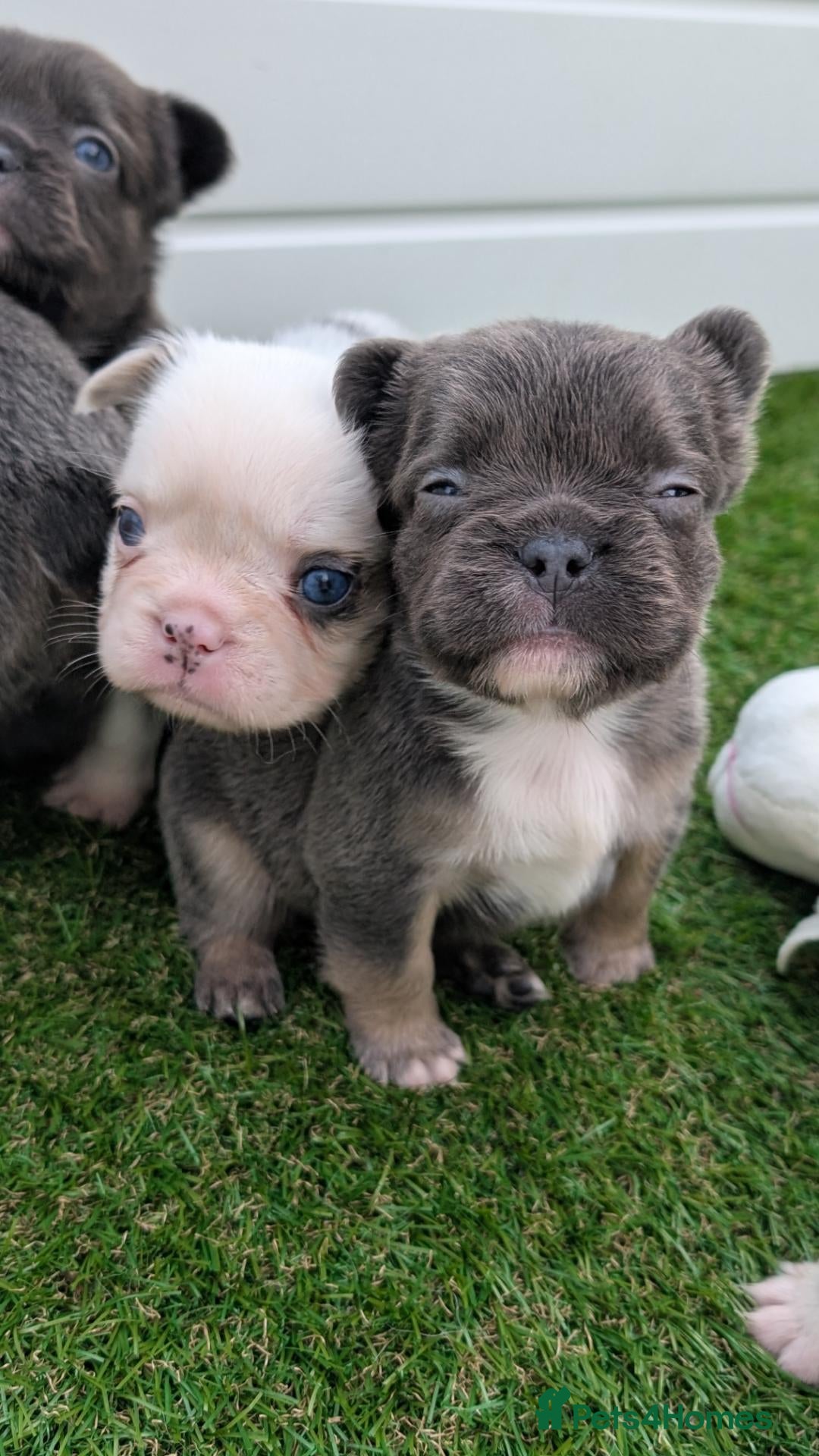 French Bulldog dogs Fluffy husky koi tri blue tan merle Frenchie pups  - Advert 1