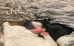 Shihpoo dogs for sale: The wait is over toy shihpoo puppies  - Image 8