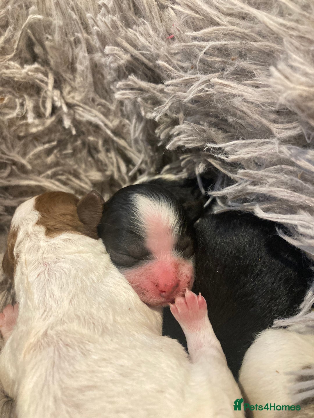 Shihpoo dogs for sale: The wait is over toy shihpoo puppies  - Image 8